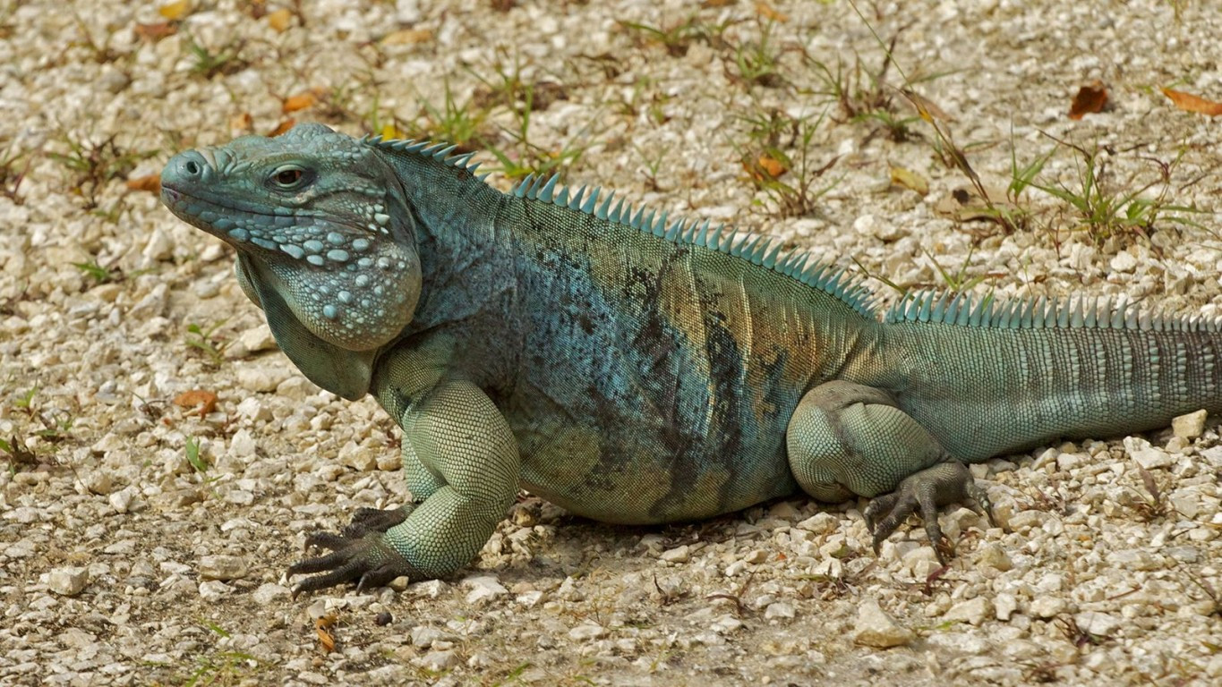 About Cayman Islands